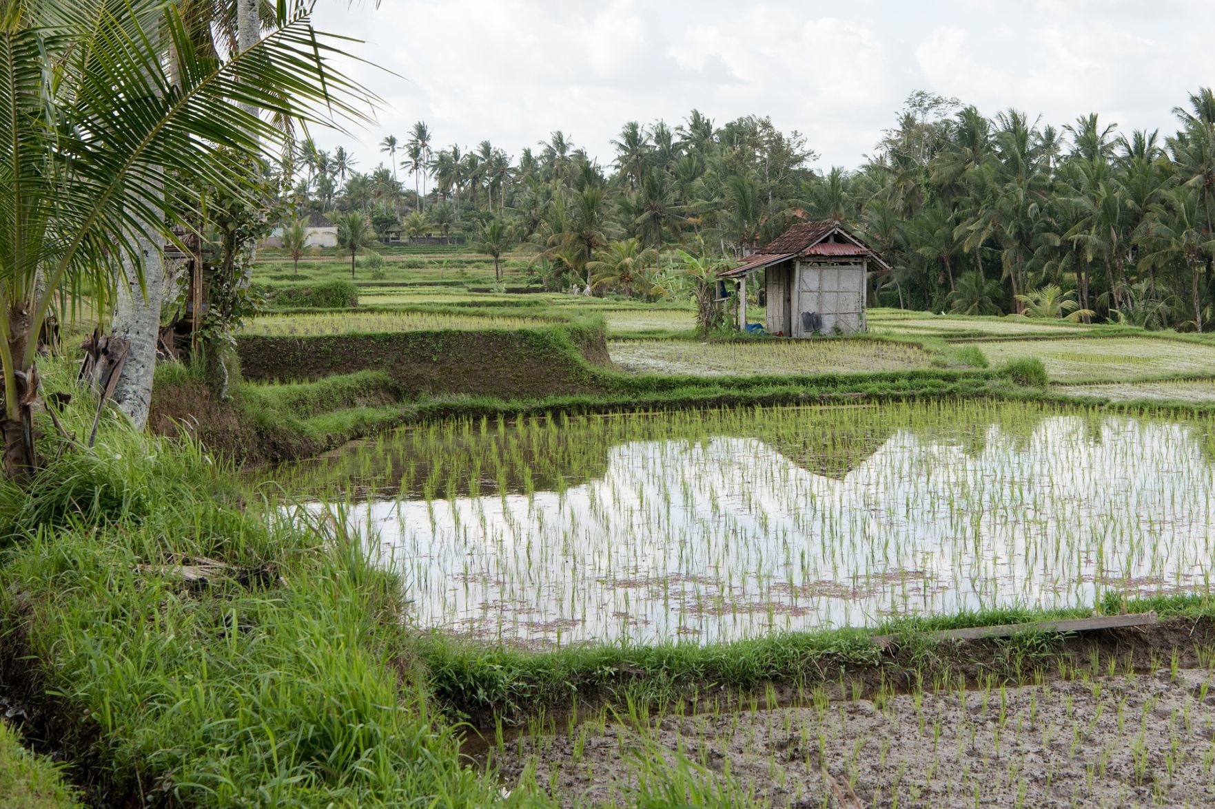 Rice paddies - Bali